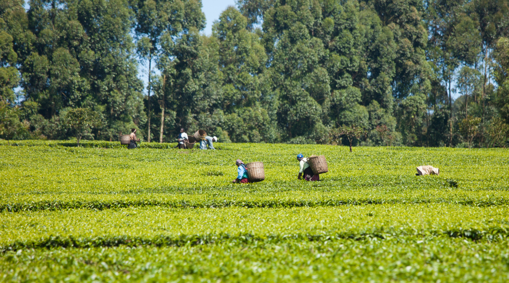 Picking tea in Kenya. Global commodity trade has led to large-scale land use changes in the Global South with significant biodiversity loss