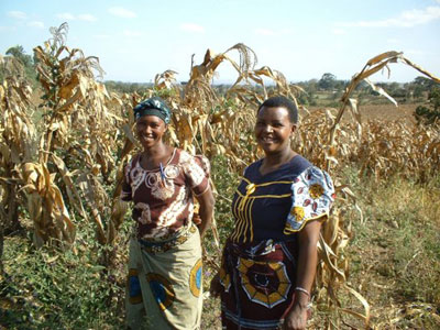At Arusha, Tanzania, women farmers are participating in on-farm trials supported by ASARECA