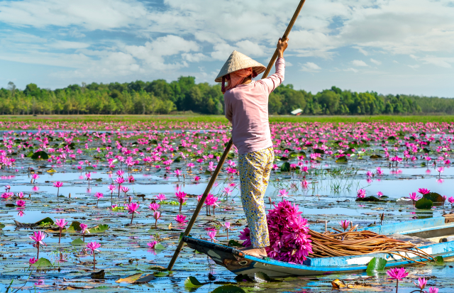 A farmer harvesting water lily in a flooded field. This is the source of her daily livelihood to support her family.