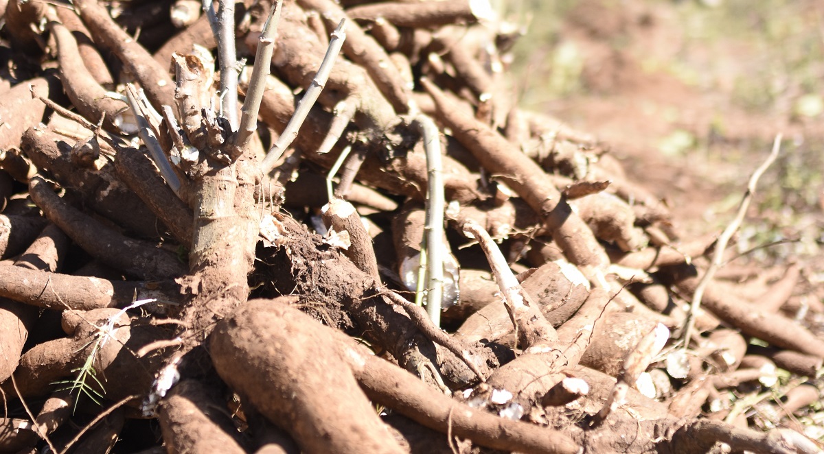 Cassava crop