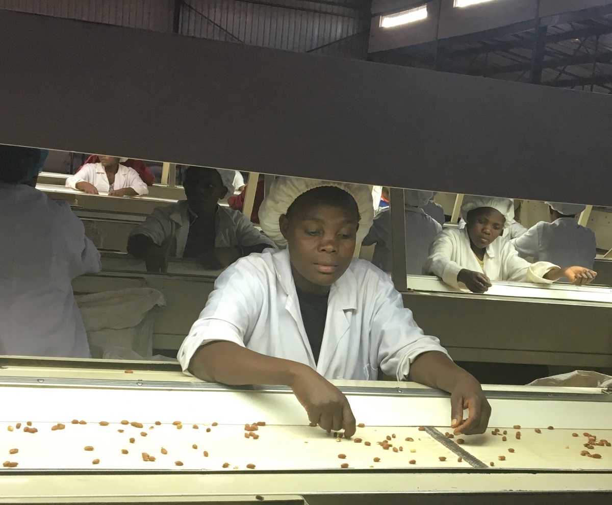 Women sorting groundnuts in Malawi 1200