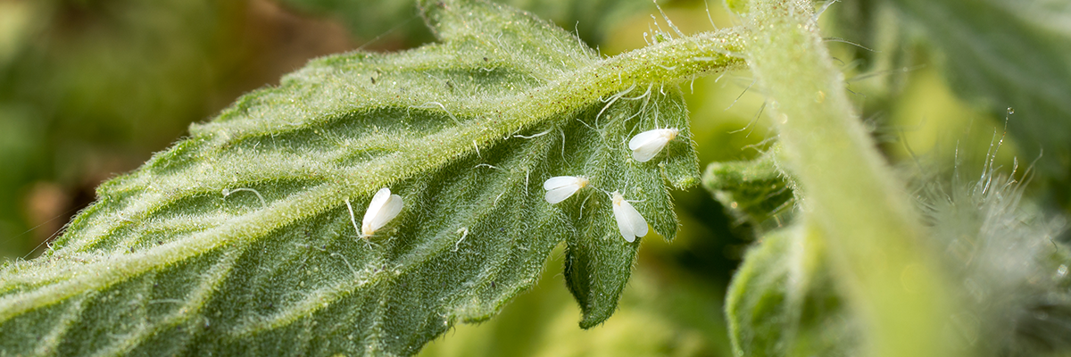 whitefly 1200px