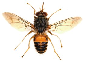 most harmful pests, the tsetse fly, 