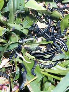 African armyworm outbreak  © University of Greenwich