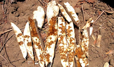 Cassava brown streak disease