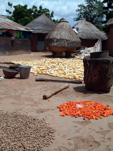 African households can gain a lot by reducing food losses