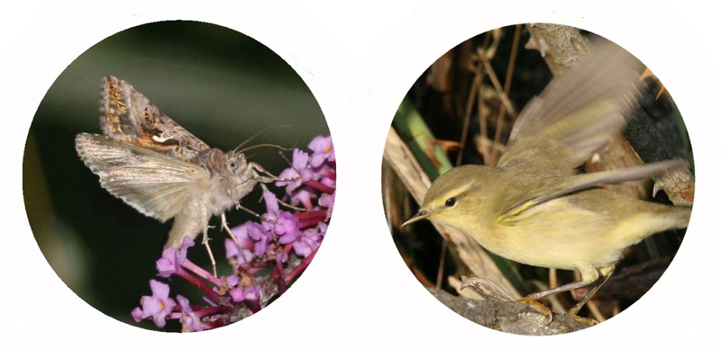 Silver-Y moth and Willow Warbler. Reproduced by kind permission of T. Alerstam
