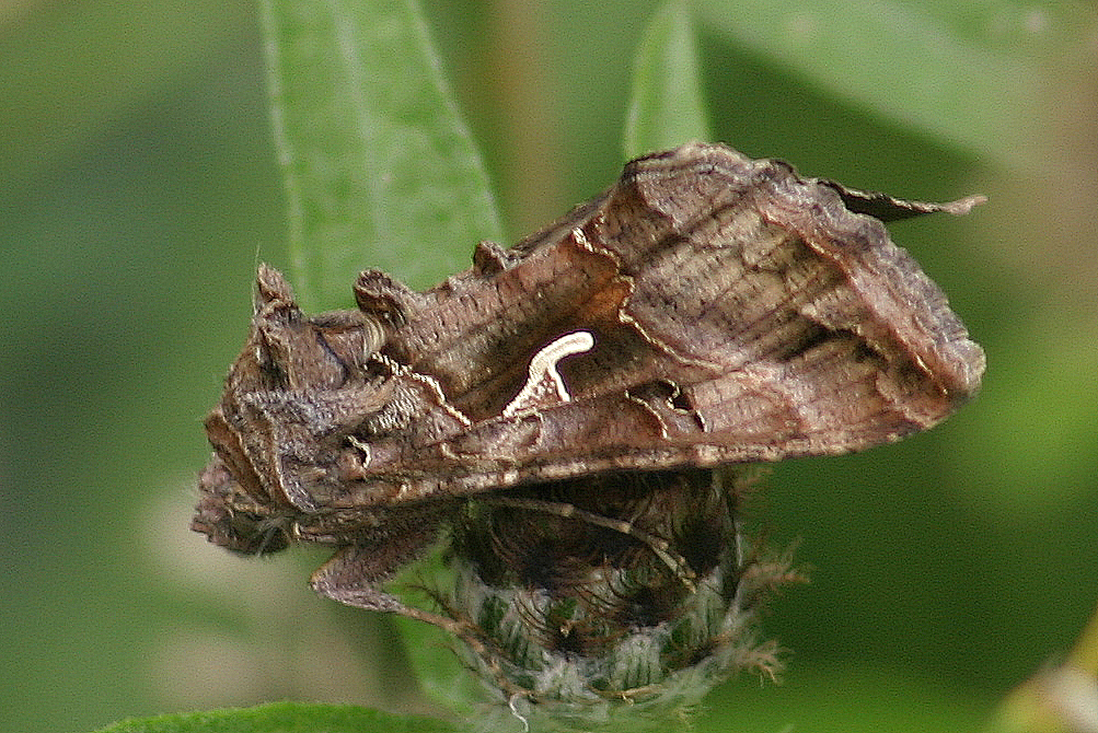 Silver-Y moth