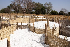 Harvested cotton