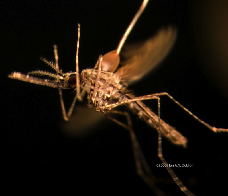 World Mosquito Day 2012