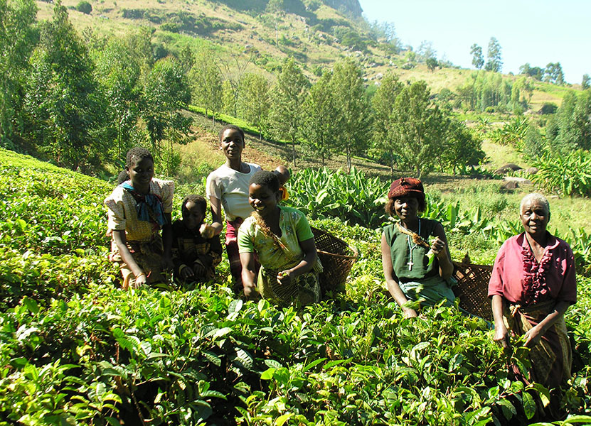 Smallholder family from the Fairtrade-certified Sukambizi Association Trust plucking tea from their own fields in Mulanje District of southern Malawi