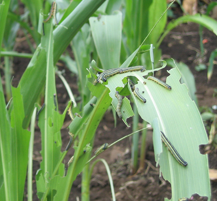Armyworm attacking young maize in Tanzania. Photo by Kenneth Wilson