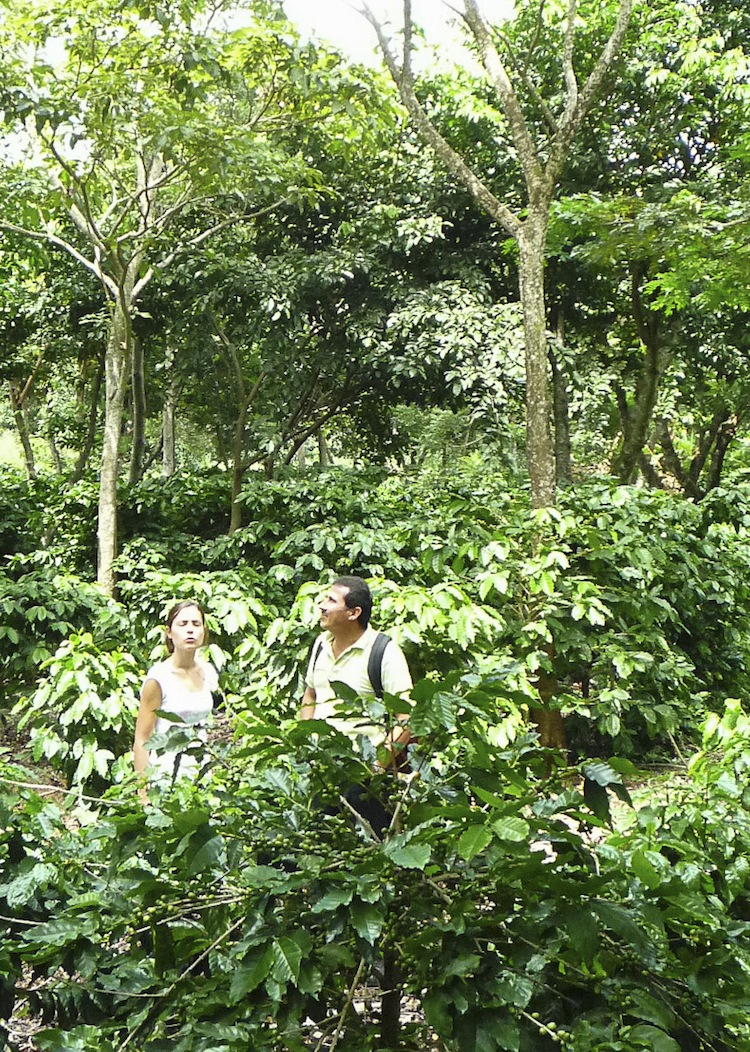 Farmers and researchers visiting a shaded coffee experiment in Nicaragua