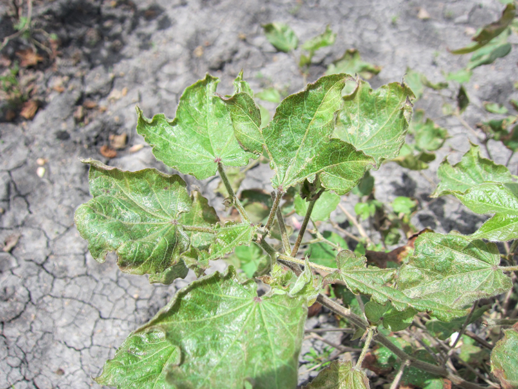 Premature Defoliation Syndrome on cotton leaves. Photo by Rory Hillocks