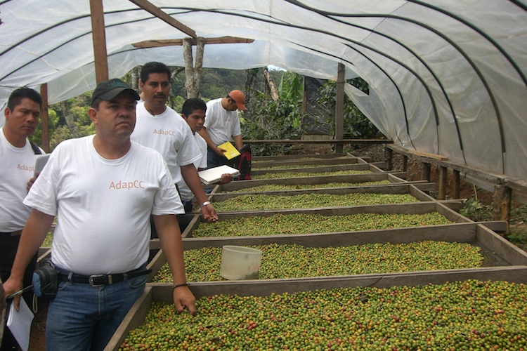 Coffee farmers looking at a solar dryer for coffee to combat variable weather 