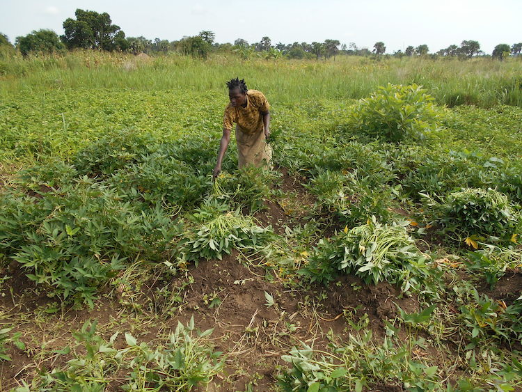 A farmer collecting cuttings for a new crop