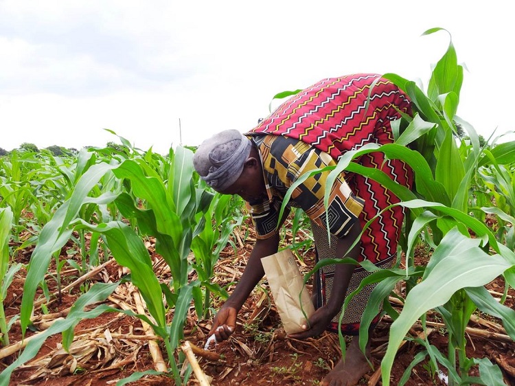 A maize farmer in Kenya applies fertiliser to the soil: optimal financial packages would allow farmers to invest in resources such as fertiliser