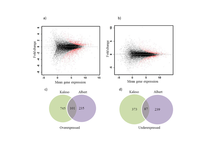 Analysis of our cassava sequences to identify virus-resistant genes (multiple alignment plots): a) Kaleso and b) Albert, the red dots indicate the significantly differentially expressed genes. Below: Venn diagram of the significantly c) over and d) under-expressed genes.