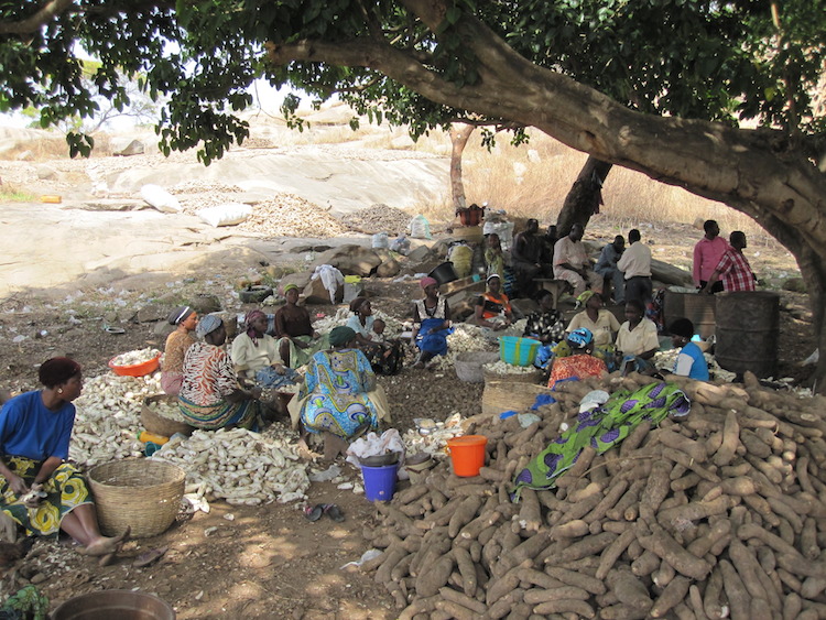Women peeling yam in Oyo north in Nigeria, part of yam processing into chips