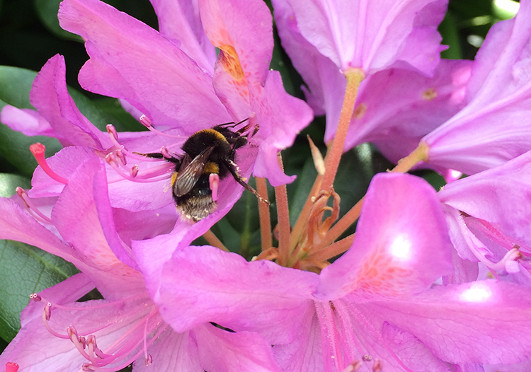 Bombus terrestris (Bumblebee) on Rhododenron ponticum. Photo: Phil Stevenson