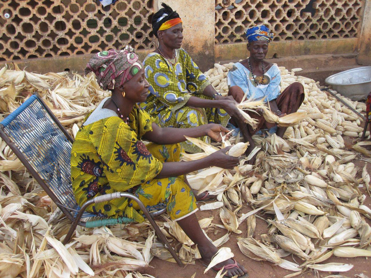 Women peeling maize