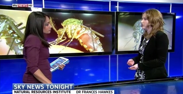 NRI's Dr Frances Hawkes on Sky News Tonight on 23rd March 2015, explaining the risks of mosquito-borne diseases in the UK