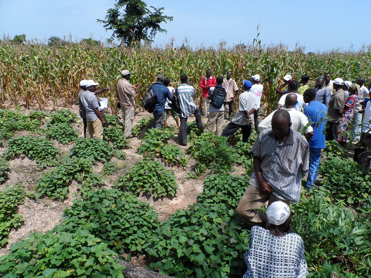 Maize, sweet potato, soil management, BurkinaFaso. Photo: R Lamboll