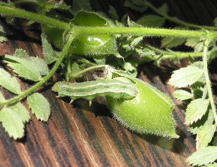 Podboring Helicoverpa armigera exiting a chickpea pod in Nepal. Photo: P Stevenson