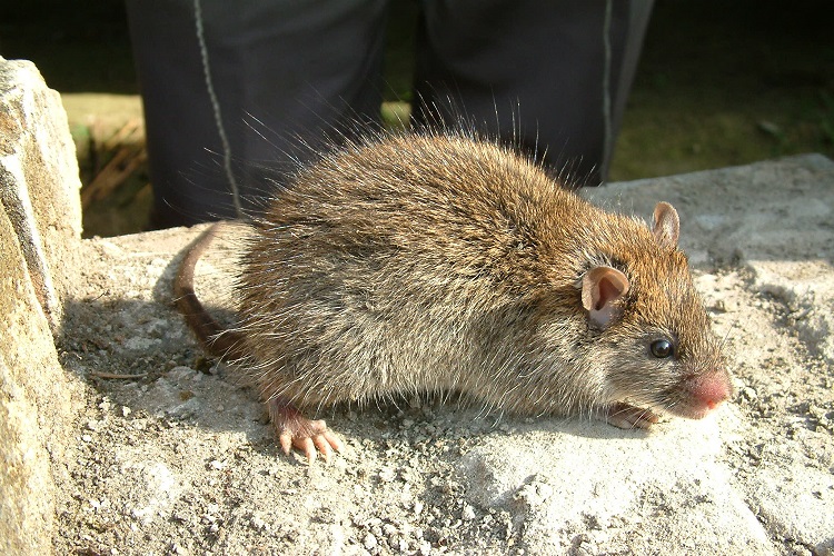 Bandicota bengalensis is one of the main rodent pest species found across South Asia | Photo: S Belmain