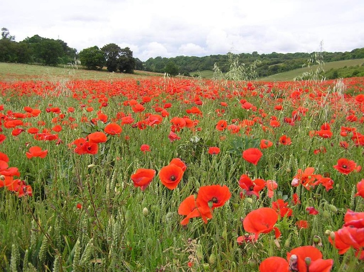 Poppies 750