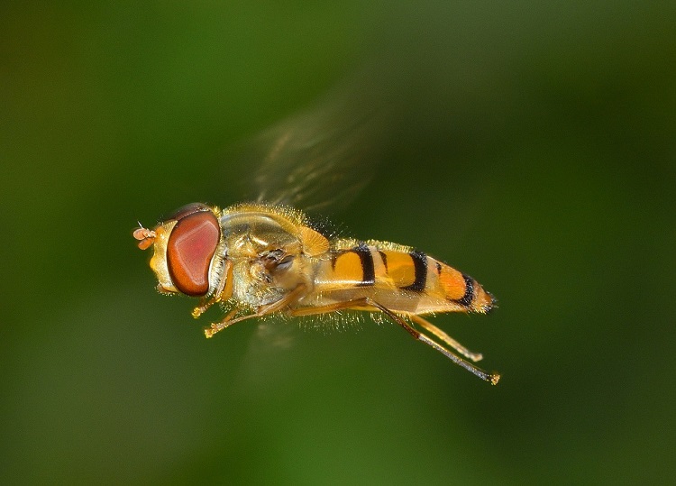 One of the insect targets of the radar: the hoverfly Episyrphus balteatus, sometimes called the 'Marmalade Hoverfly' – a beneficial insect, which is a significant component of the day-flying migratory fauna studied by radar in the new study.