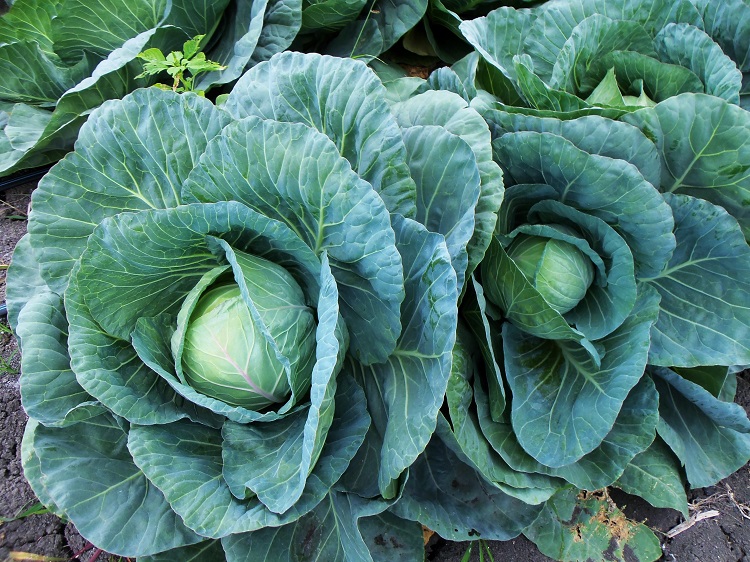 Brassica growing - which includes crops like cabbage, broccoli, brussels sprouts, cauliflower and oilseed rape, among others - is a multi-million pound industry in the UK
