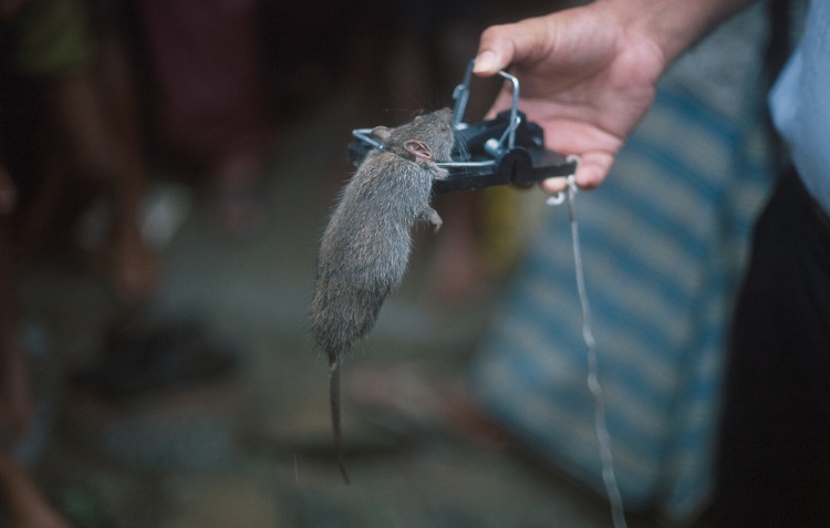 Not all rat traps are the same, and recent changes in their design have made them much more sensitive and effective in catching rats.  Trapping can be a very sustainable method of rodent control in developing countries as long as communities have access to good quality traps | Photo: S Belmain