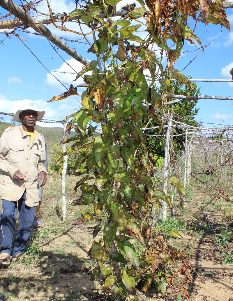 Yam crop in Madagascar4