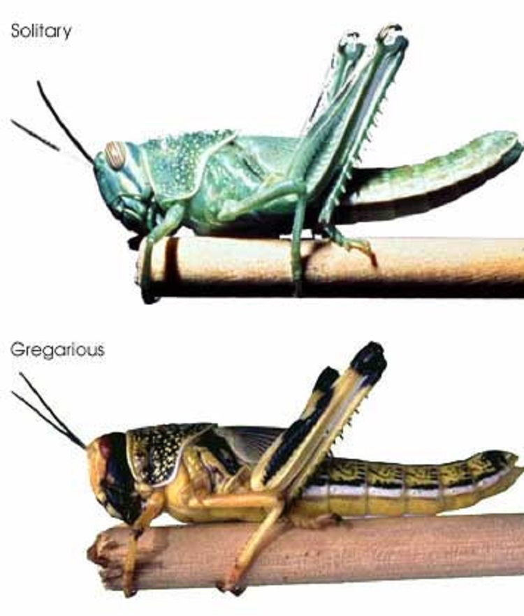 Boris ghopper locust 750