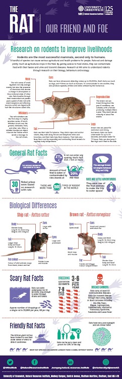 Rat infographic 750