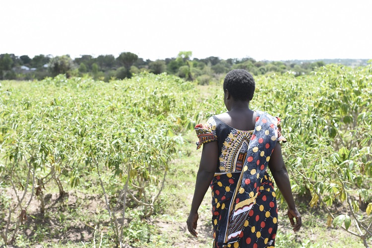 Tatu cassava field Tanzania G Summers