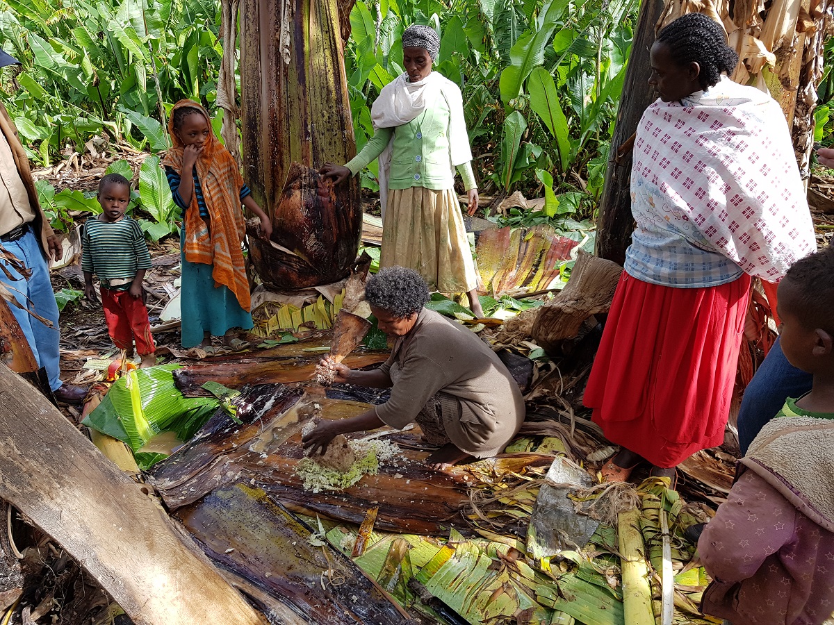 Traditional enset processing in south-west Ethiopia | Photo: J Haggar