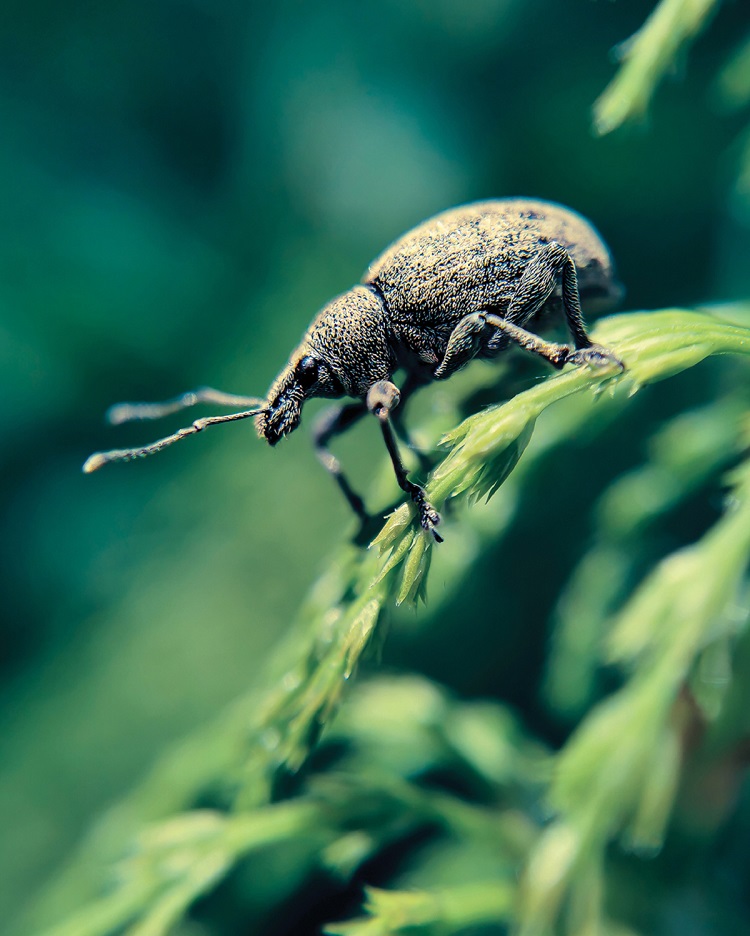 AR vine weevil