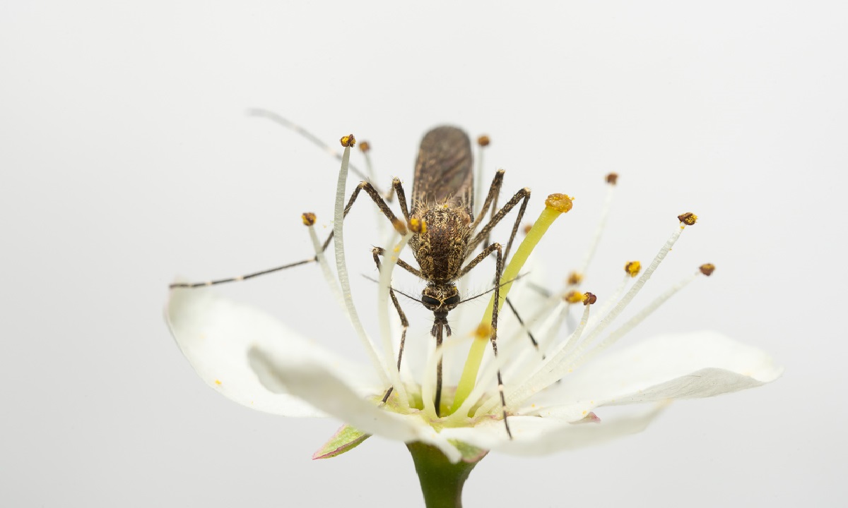 An adult female Aedes cantans feeding on nectar from a flowering blackthorn (Prunus spinosa) | Photo: Anders Lindström