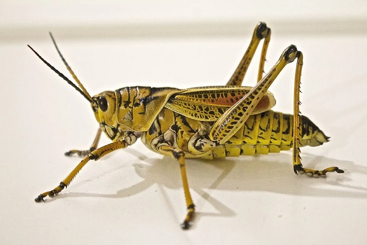 locusts adult locust 750