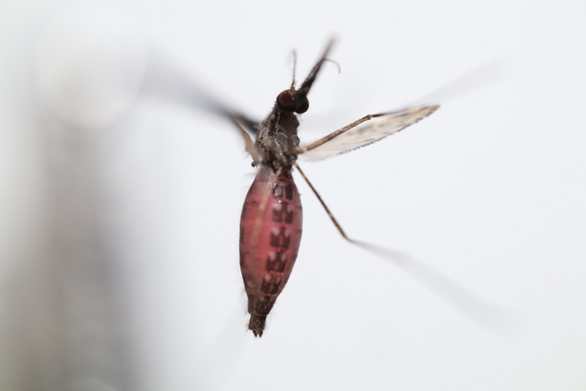 Beetroot-fed female mosquito | Photo: N Emami