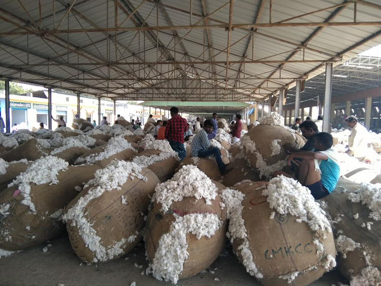 Gathering cotton Kurnool District India S Reddy