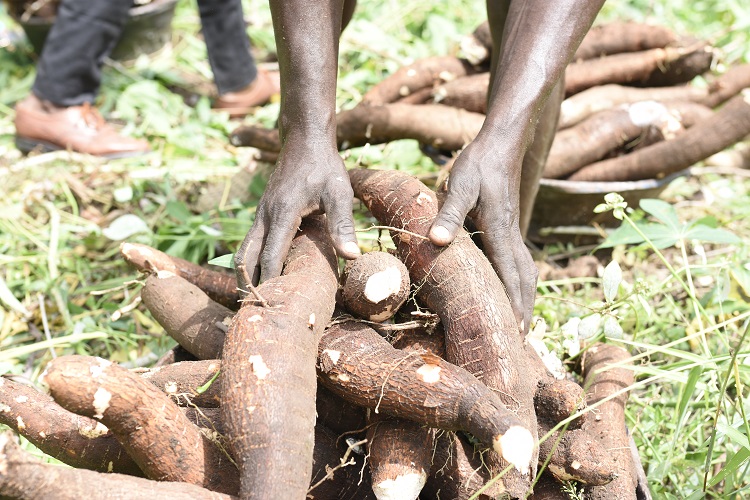 Harvesting cassava roots in Nigeria Photo: G Summers