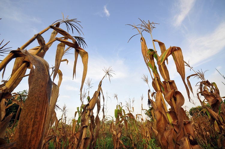 Maize field affected by drought |  Photo: N Palmer
