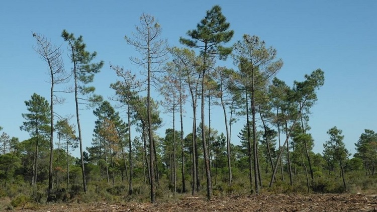 Pine wilt Portugal UVa 750