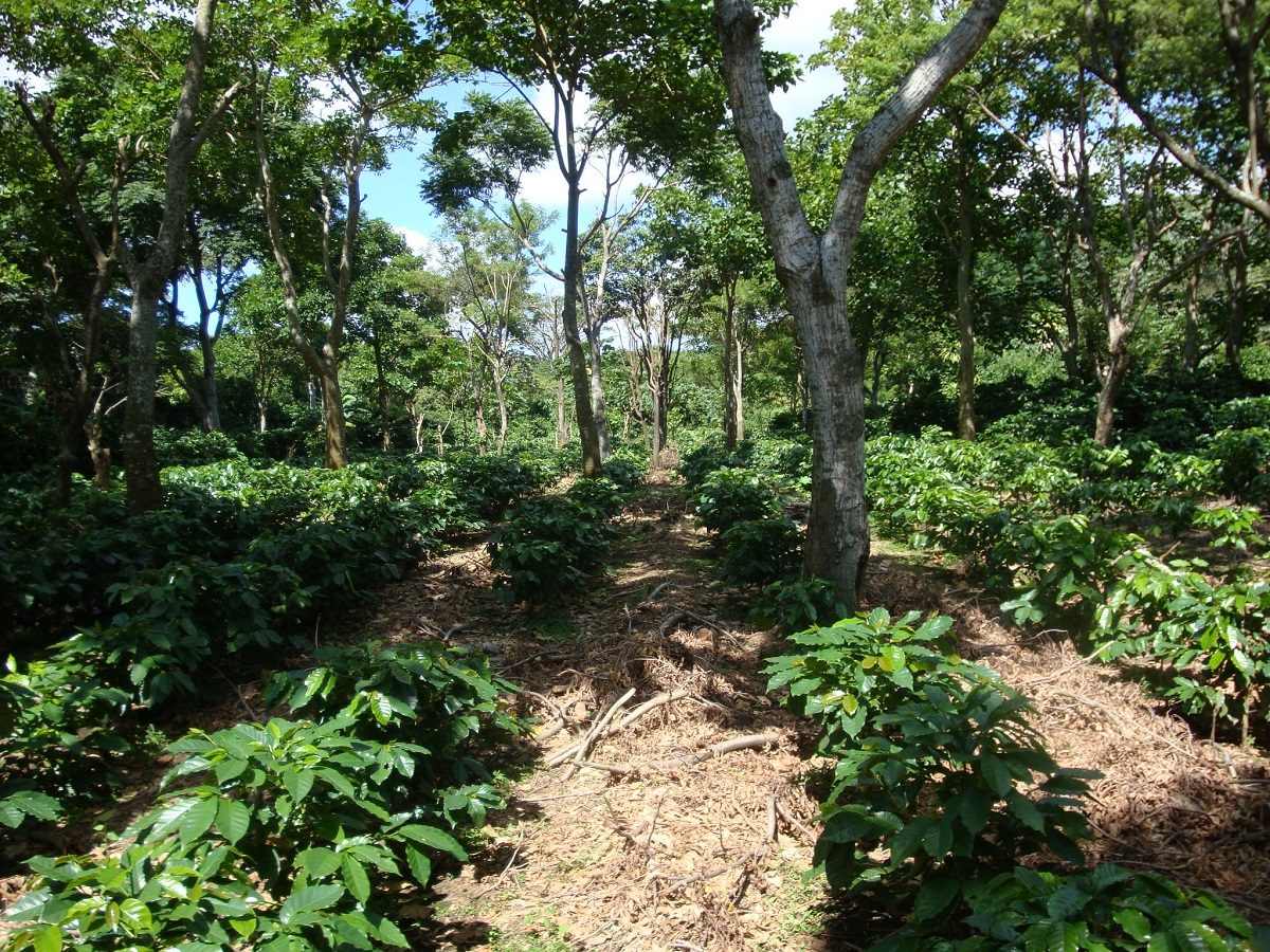 Coffee agroforestry plantation in the Pacific Region of Nicaragua: carbon is sequestered by trees and coffee plants | Photo: L Lara Estrada