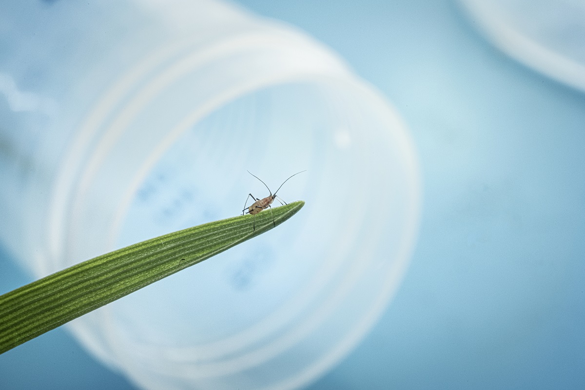 A grain aphid (Sitobion avenae) on a cereal leaf | Photo: © Jean-Claude MOSCHETTI / ECOBIO / CNRS Photothèque