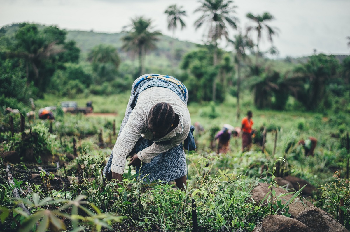 Women farming cassava in Sierra Leone | Photo: Annie Spratt on Unsplash