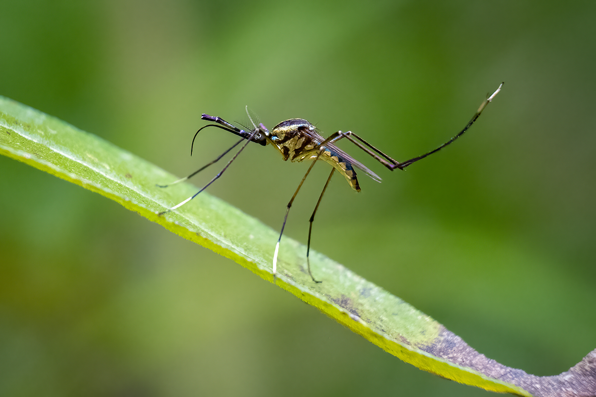 Close up of a subspecies of Elephant mosquitoes Toxorhynchites rutilus septentrionalis